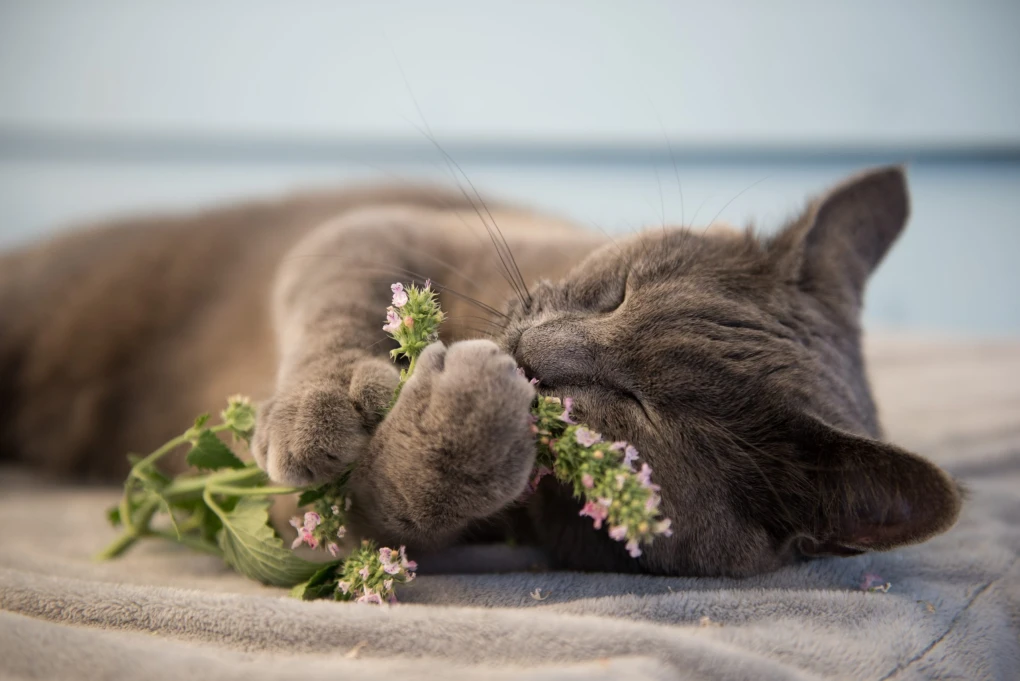 Catnip Bliss: Discovering the perfect balance for a purrfect playtime.