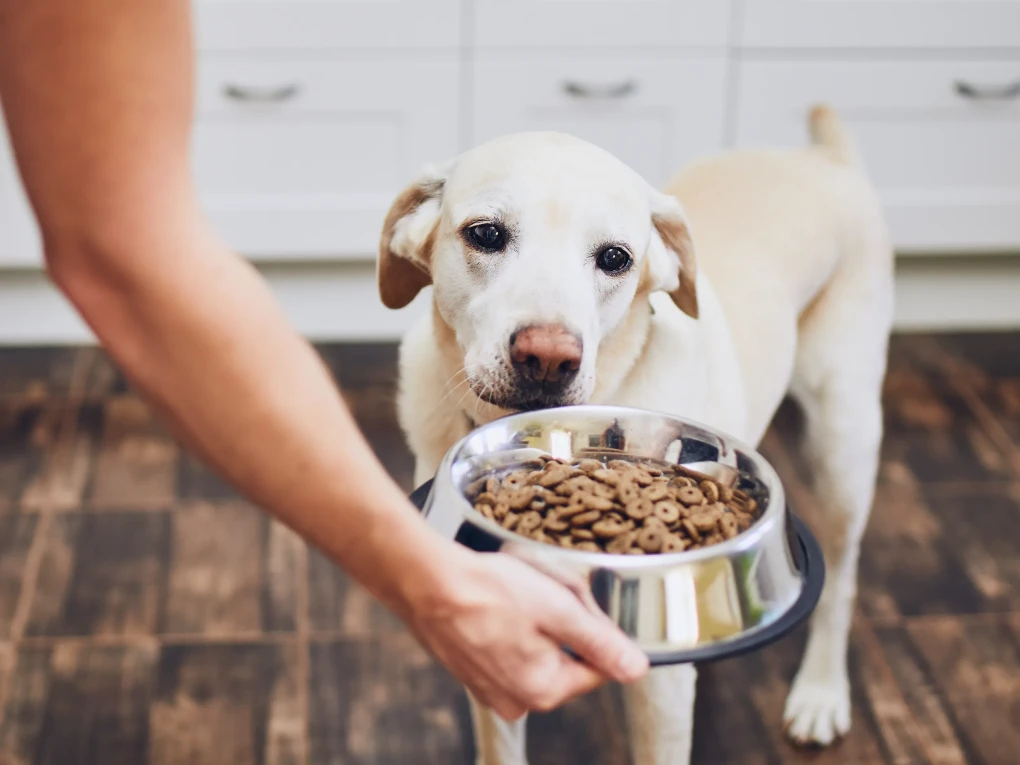 Choosing the right dog food is a critical responsibility for dog owners. Your dog depends on you to make smart responsible choices about their diet.