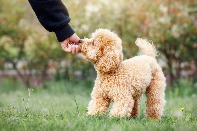 Use irresistible treats to motivate your Toy Poodle during training sessions.