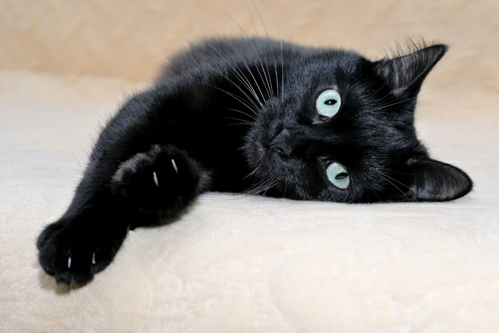 An elegant black Bombay cat lounges lazily, its striking copper eyes intently focused in the distance.