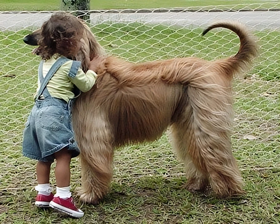 The purest of bonds: A heartwarming embrace between a child and their beloved Afghan Hound companion.