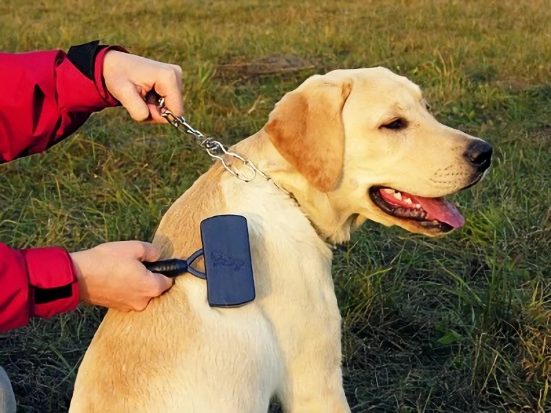 A serene moment of bonding and grooming. This Labrador enjoys the gentle brush strokes, creating a shiny and healthy coat.