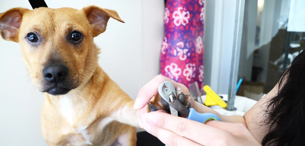 It's important to pay close attention to your dog's needs during grooming sessions, especially with an anxious dog.