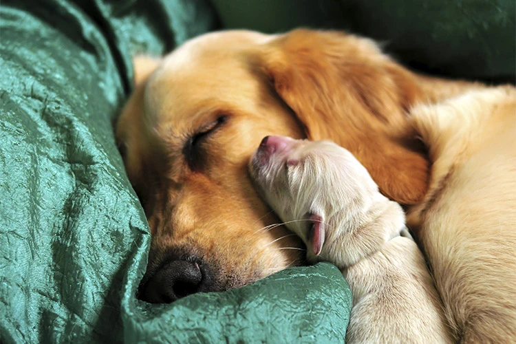 Its important to keep the mom happy and healthy as her little puppies depend on her. Feeding a proper diet goes a long way towards that goal.