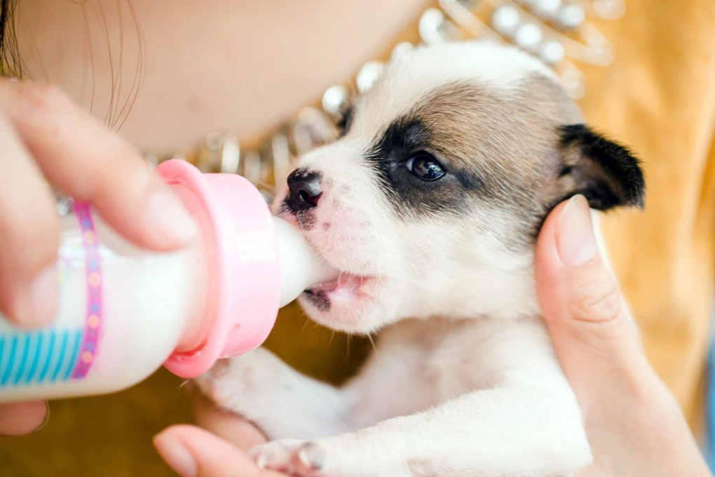 Newborn puppy being feed from a bottle.