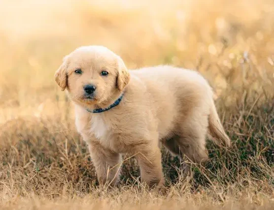 Unleashing boundless joy, one paw at a time. Meet this adorable Labrador puppy, your newest source of happiness and unconditional love.