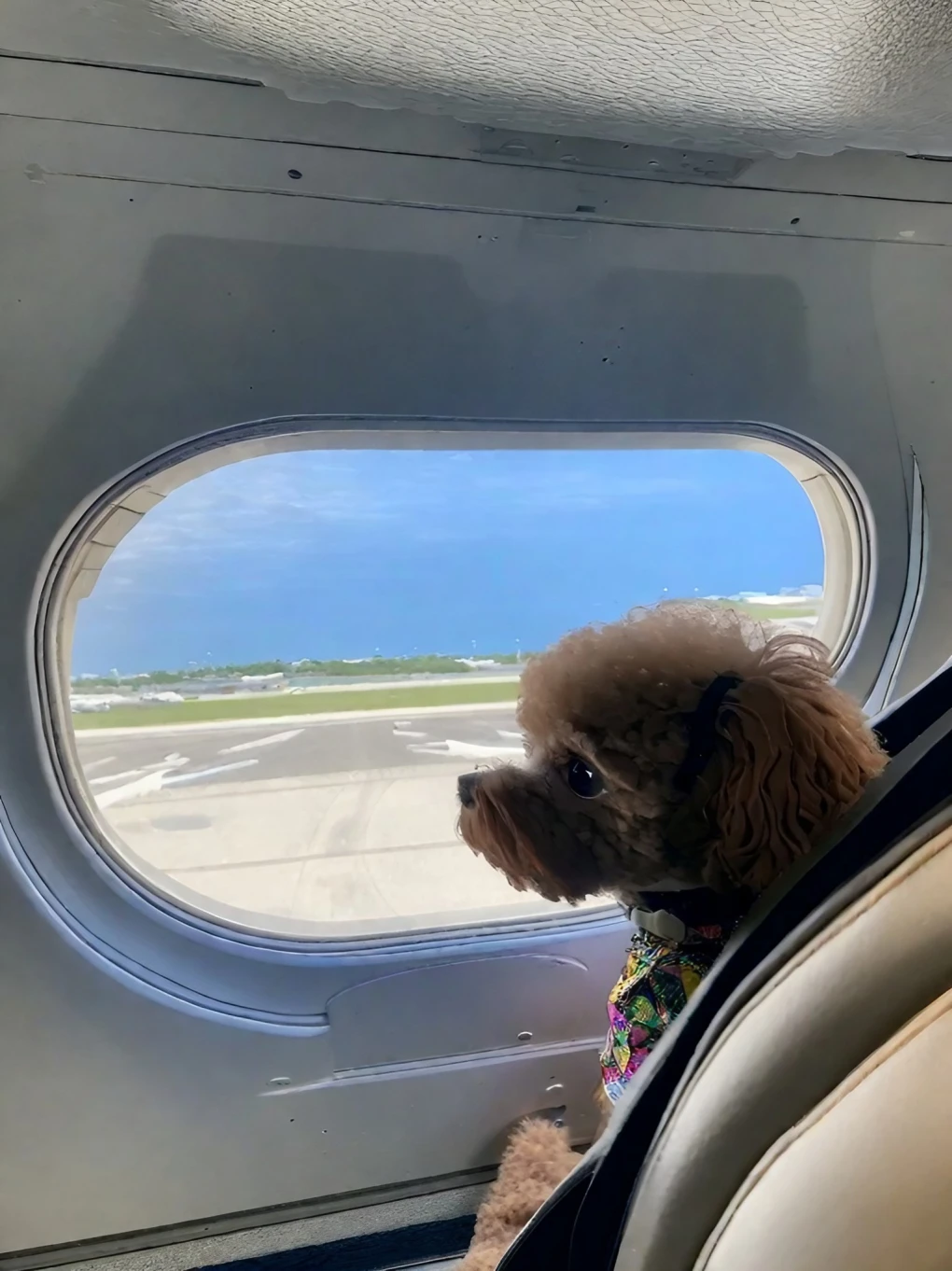 Miniature Poodles may be able to fly with their owners in the cabin, but standard and larger Toy Poodles will need to fly in the cargo hold. Follow our guide for details.
