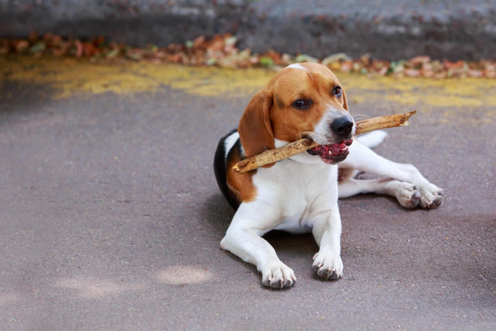 Keeping your American Foxhound exercised, engaged and entertained will reward you with a happy, well-behaved pup.