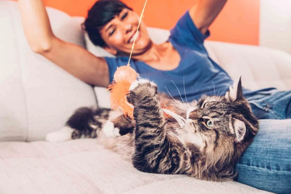 A cat owner gleefully interacting with their feline companion amidst a myriad of playful toys in a warm living room.