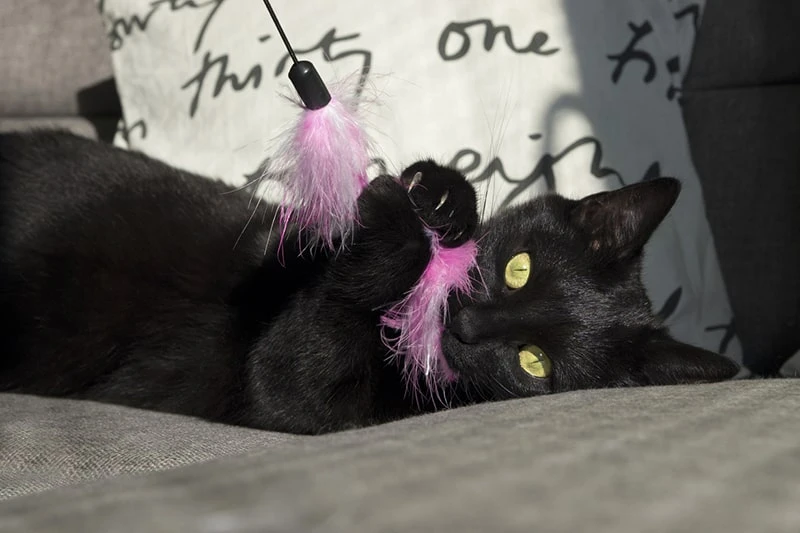 Interactive playtime keeps Bombay cats happy and active!