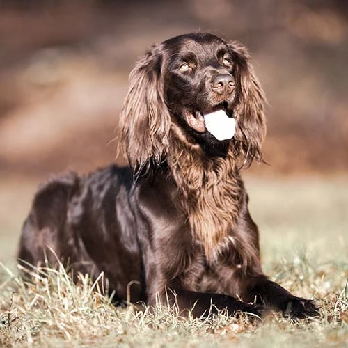 Frequent brushing and grooming are essential for the German Longhaired Pointer's high-maintenance coat.