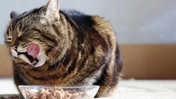 With small changes in diet and activity, your chubby kitty can lose weight