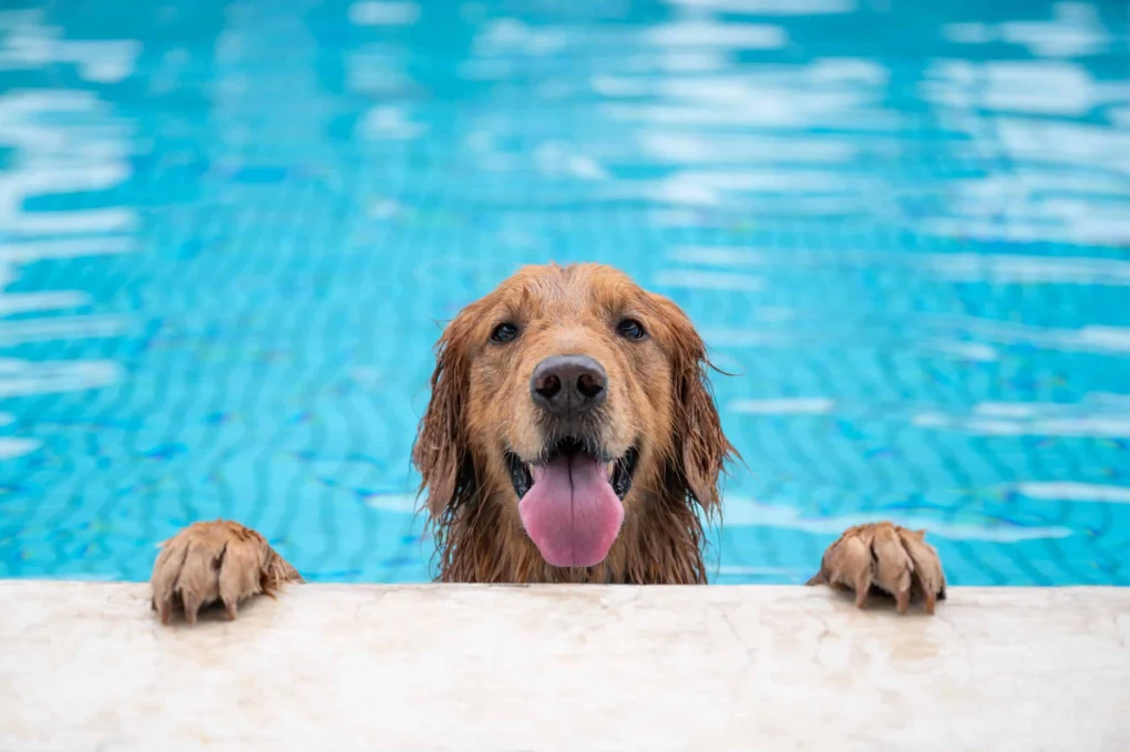 Making Waves Together: Dive into the joys of teaching your dog to swim.