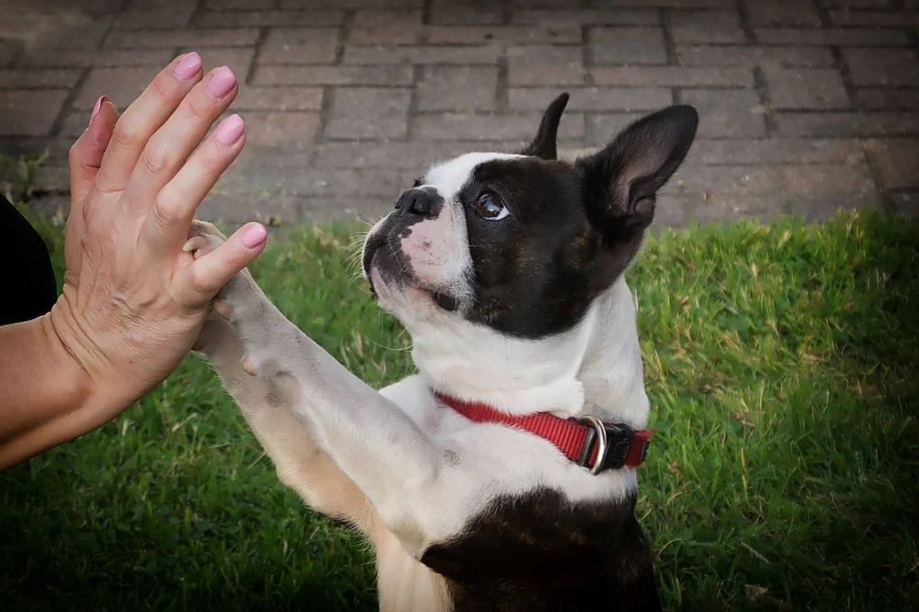 An energetic Boston Terrier enjoying life outdoors, exemplifying the breed's vivacious spirit.
