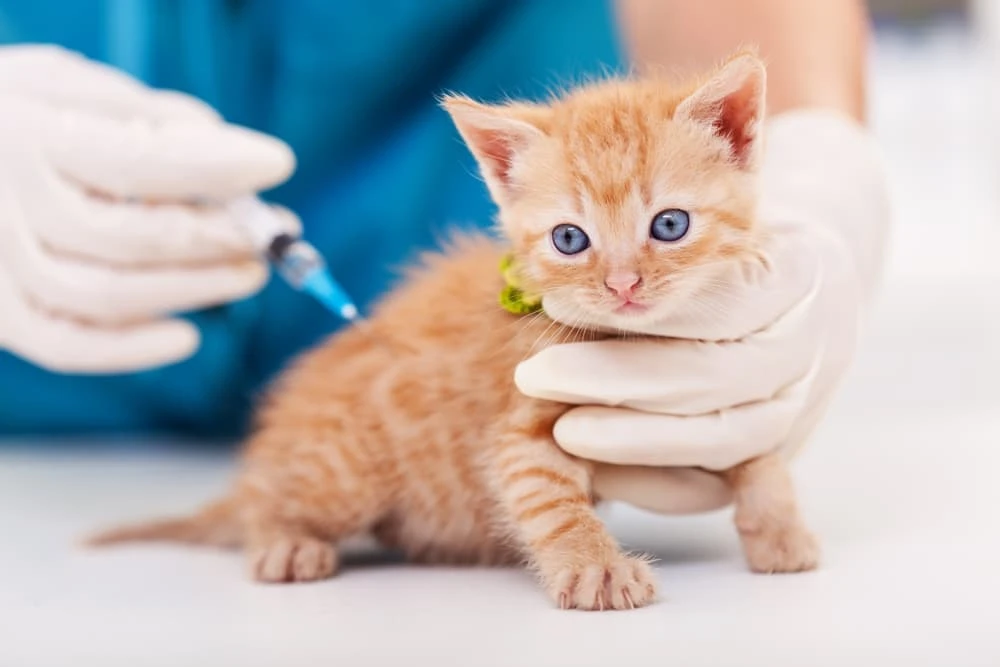 Ensuring a healthy future - A cute kitten receives essential vaccinations, safeguarding their well-being against common diseases.