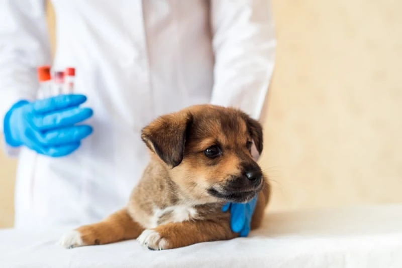 Vaccines are a vital shield for your pet's health. Protecting against diseases, they ensure a happy and vibrant life for your furry companion.