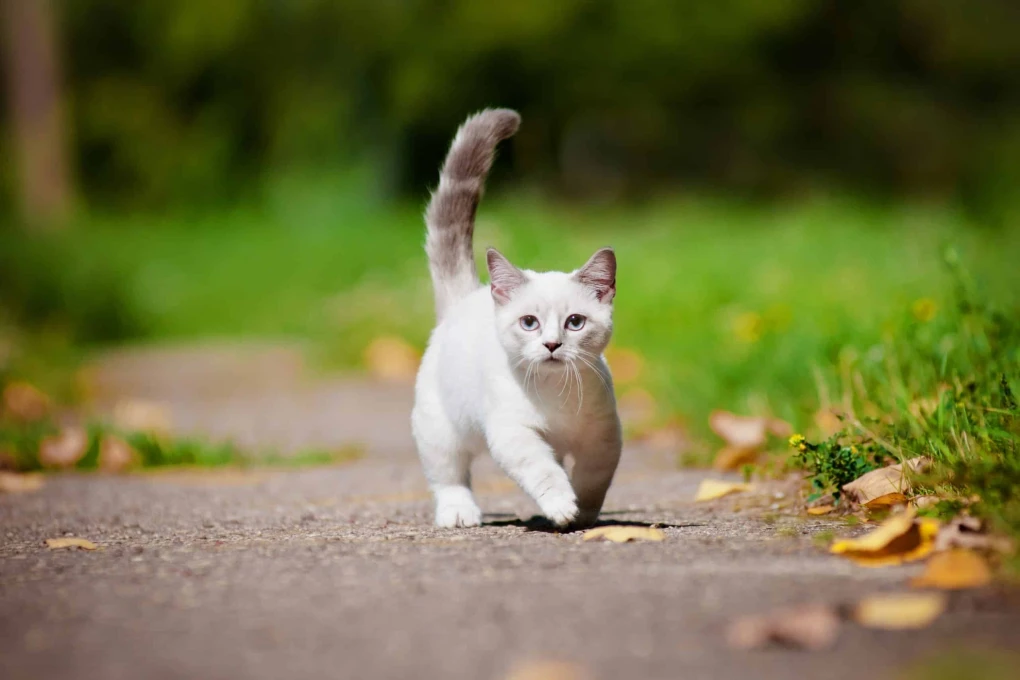 The Cute Munchkin Cat The Unique Charm of Munchkin Kittens