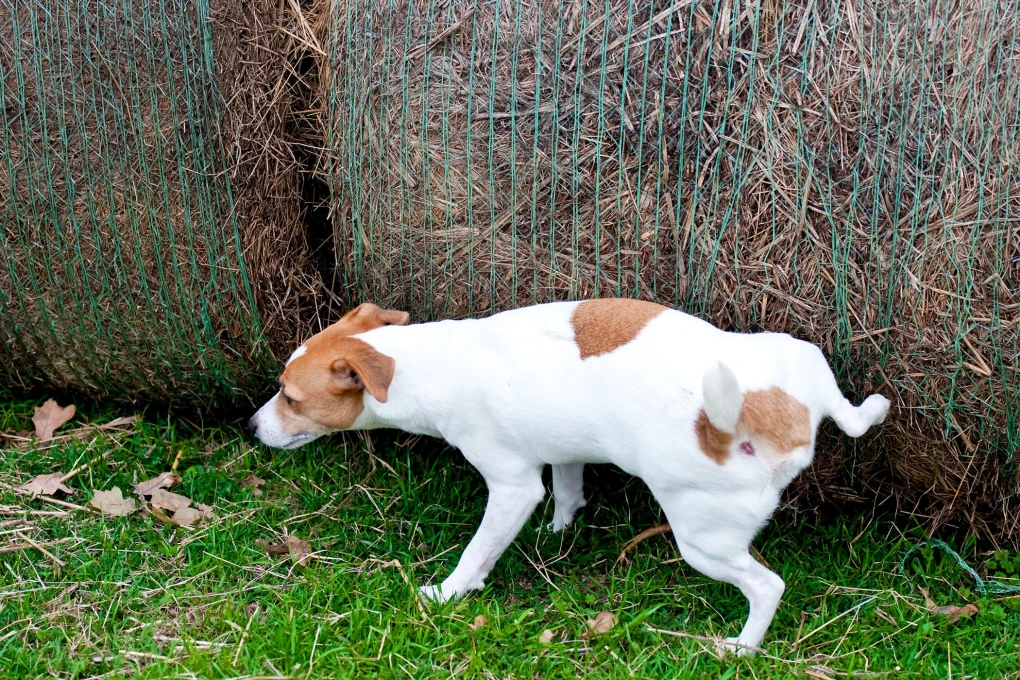 How Often Do Dogs Need to Pee? Dog Urination Habits