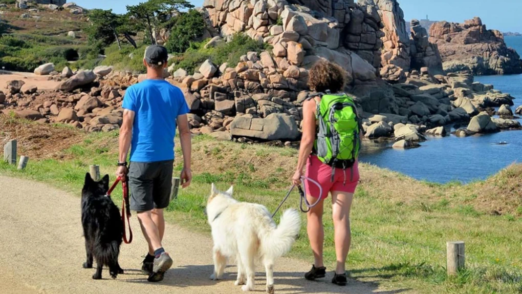 How Often Should You Walk Your Dog? A Complete Answer