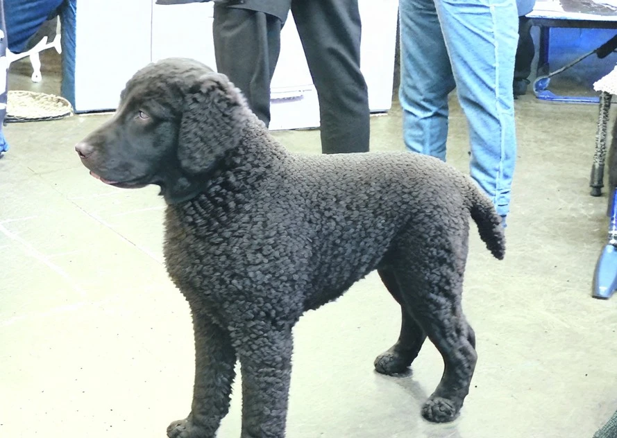 A radiant Curly-Coated Retriever puppy, its curls gleaming, demonstrates the results of proper coat care in the embrace of nature.