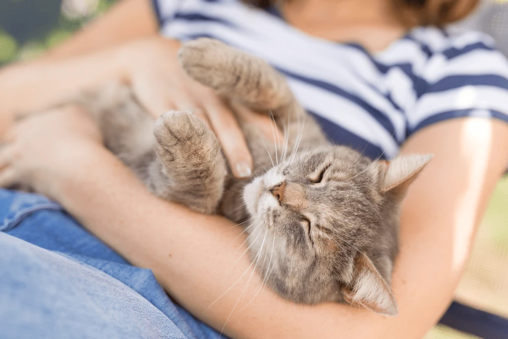 Experience the joy of cuddling with your feline companion as you create lasting memories together.