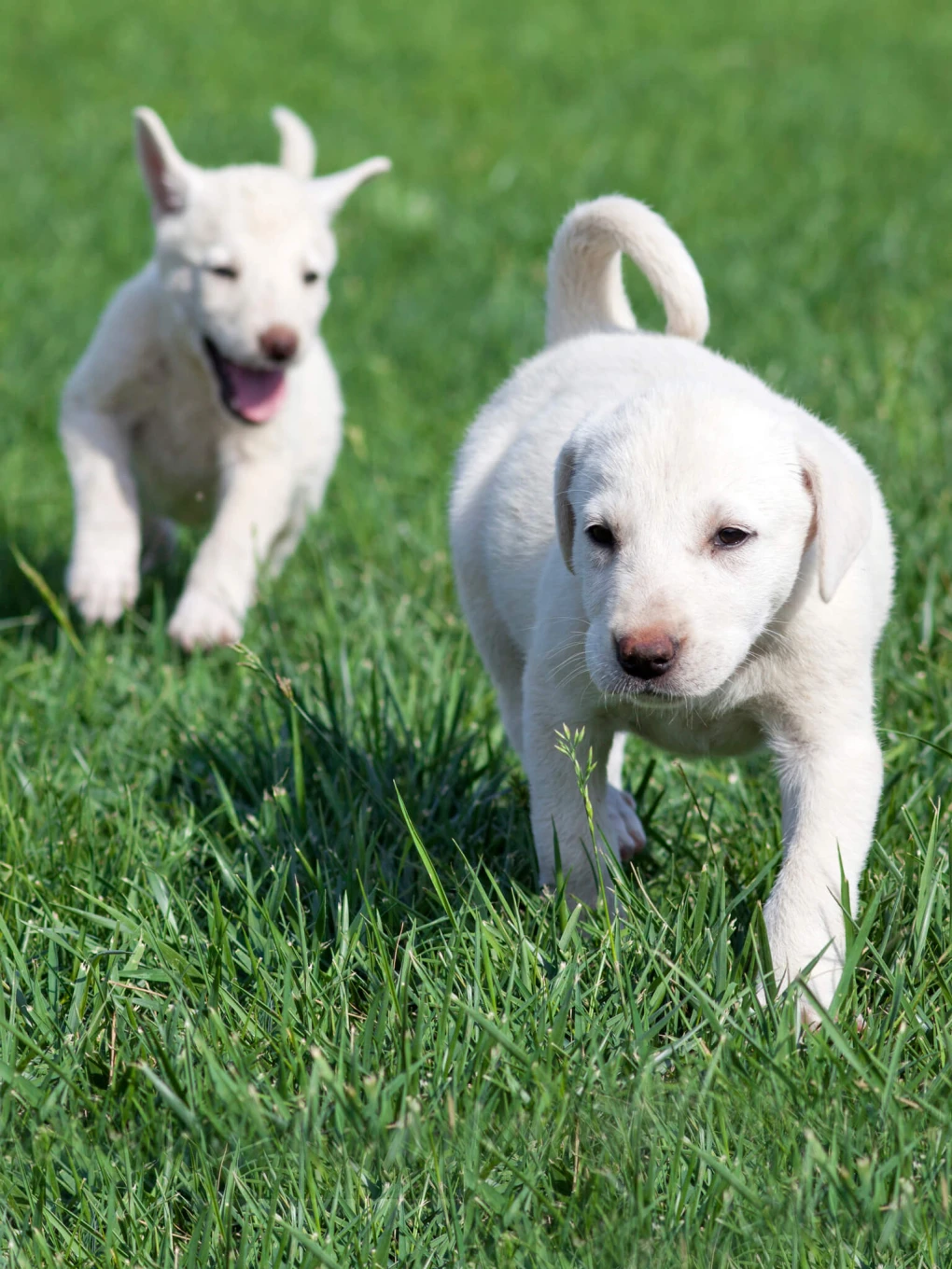 Akbash dogs are active dogs that love to run and play.