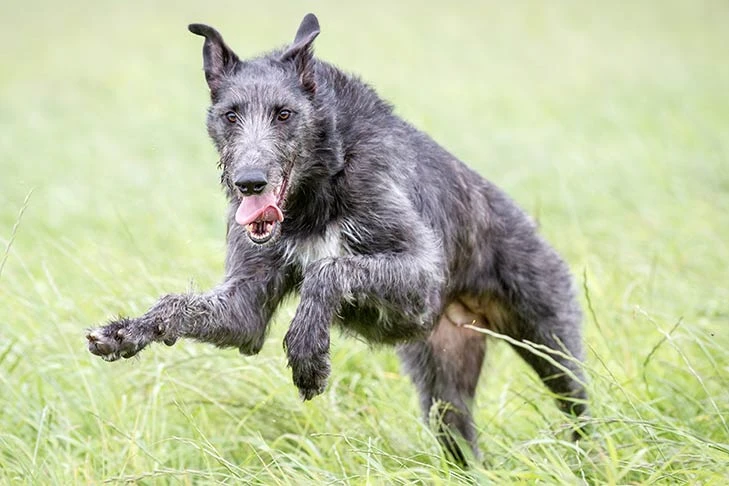 As sighthounds, Scottish Deerhounds need plenty of vigorous daily activity to keep them physically and mentally stimulated.