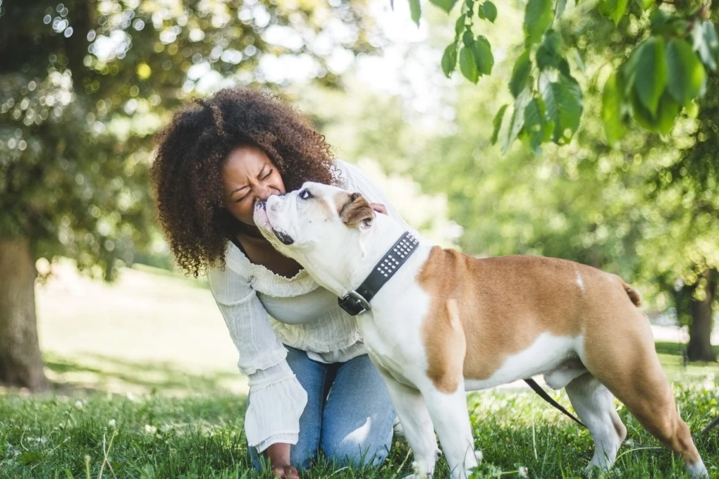 Responsible dog breeders ensure the well-being and happiness of their puppies through careful breeding practices and early socialization.