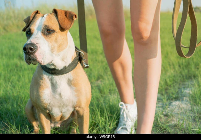 Effective training can help manage common behavioral problems in Pit Bulls, leading to a stronger bond and harmonious cohabitation.