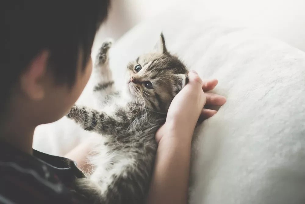 Creating a Loving Home for Your New Kitten: Patience, Preparation, and Endless Love