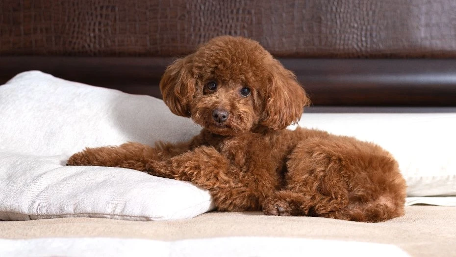 Research pet-friendly hotels and bring along plenty of supplies to keep your Toy Poodle comfortable on your travels together.