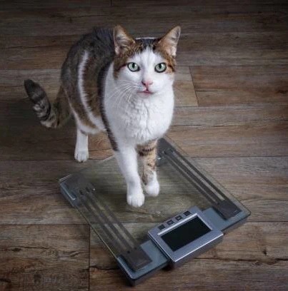 A curious feline checks its weight: understanding ideal cat weight by breed.