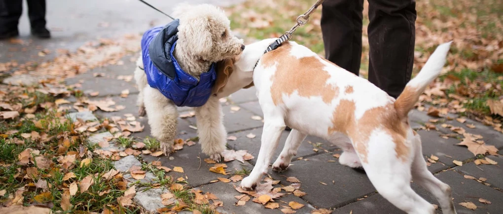 A responsible dog owner introducing their dog to new neighbors and pets in a friendly and safe manner.