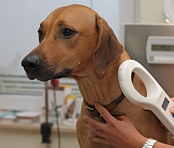 A heartwarming reunion made possible by microchip technology! As the scanner detects the microchip, a lost dog finds its way back to its grateful owner.