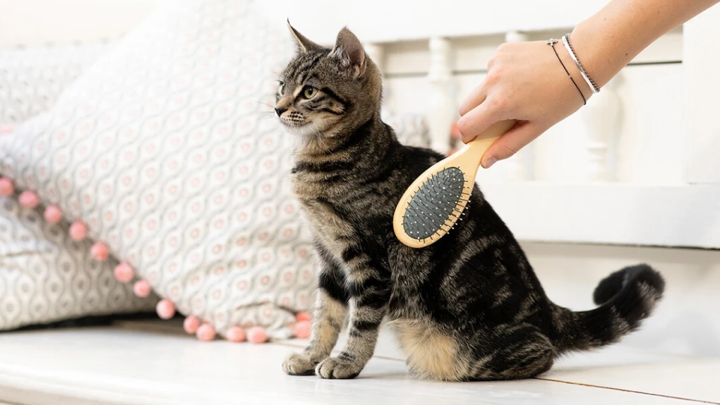 Training kittens to embrace grooming sessions fosters trust and paves the way for easier grooming routines in the future.