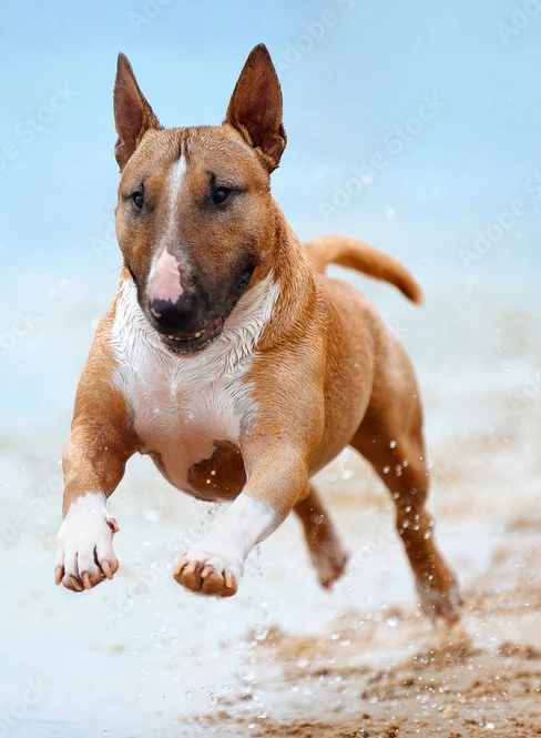 Running is a great way to channel your Bull Terrier's boundless energy