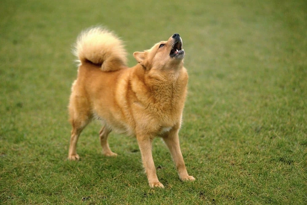 Finnish Spitz are known to be vocal dogs prone to frequent barking.