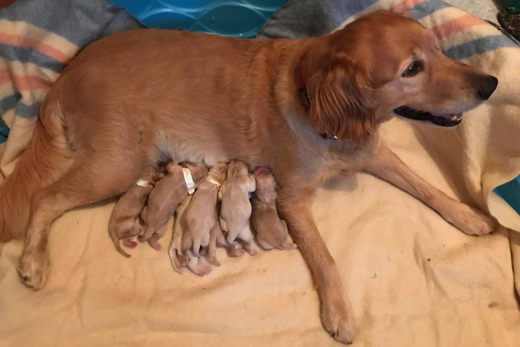 It is important to prepare a brood bitch for pregnancy, whelping, and lactation for successful breeding and puppy rearing.