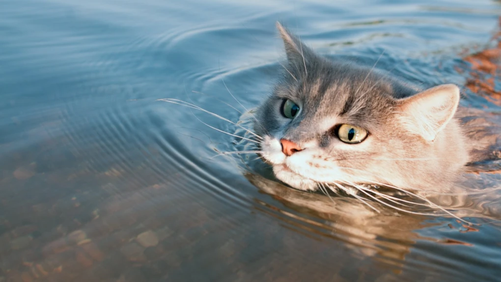 Aqua Paws: Exploring the wonders of swimming with your adventurous feline friend.