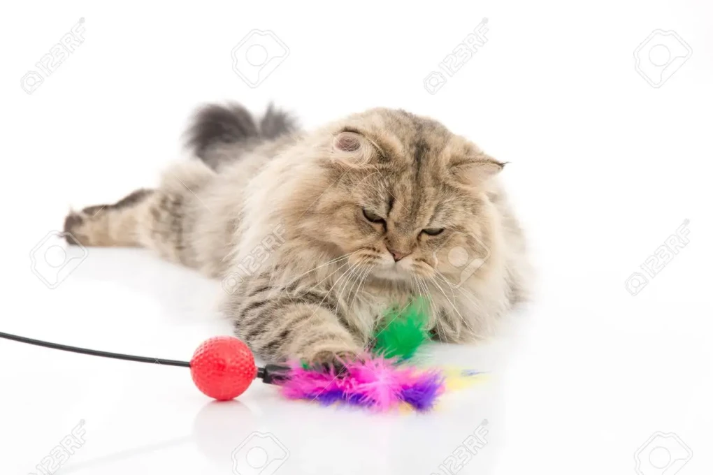 Keep your Persian cat mentally and physically stimulated with interactive toys!