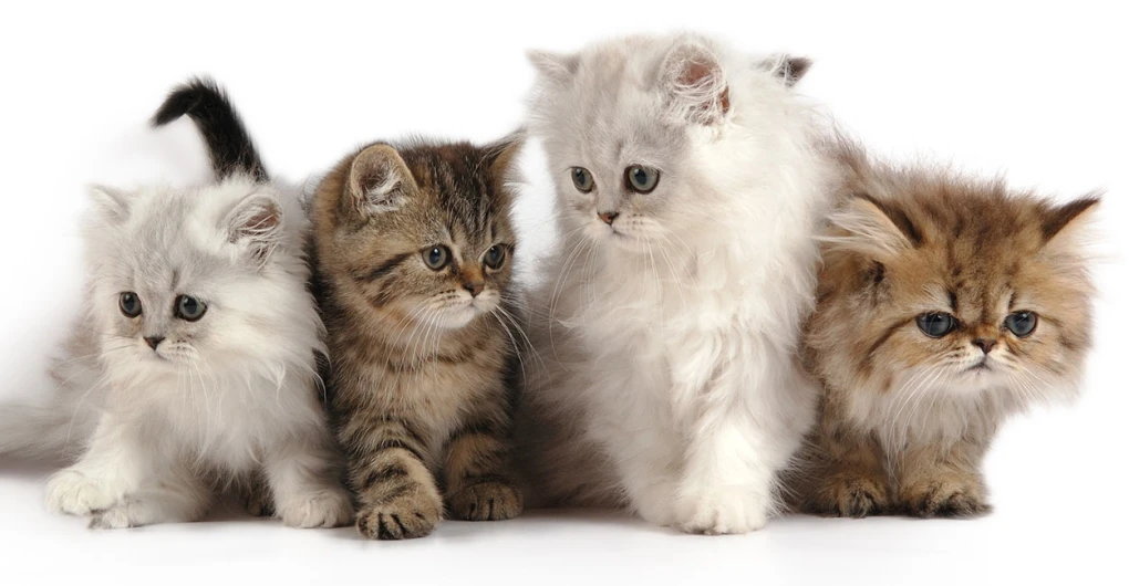 A Guide to Choosing and Caring for a Persian Kitten