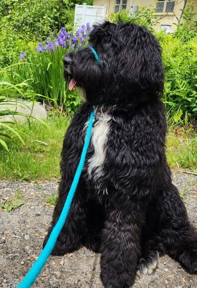 This Portuguese Water Dog is being trained by its owner to sit. The owner is using a positive reinforcement method, such as giving the dog a treat when it sits correctly.