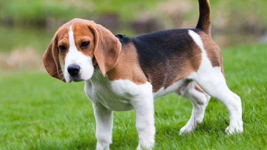 Bringing home an American Foxhound puppy? Discover the essential steps, learn expert tips on puppy-proofing, socialization, training, and veterinary care in this comprehensive guide.