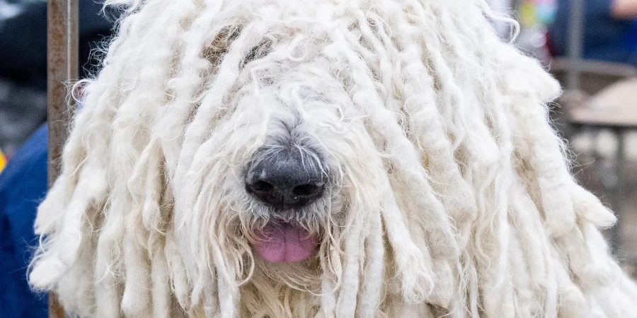 The Puli can be kept corded, brushed, or with a clipped coat.