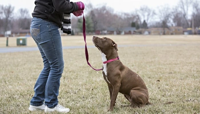 American Pit Bull Terriers - loving family companions, agile sport participants, and quick learners in training.