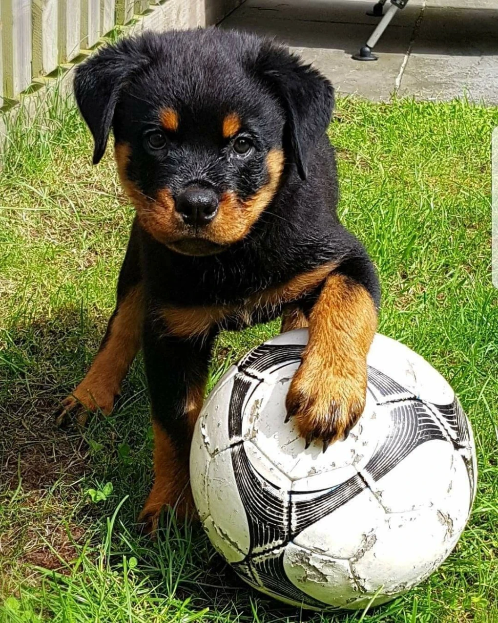 Understanding the Costs of Owning a Rottweiler in 2023 | Detailed Analysis