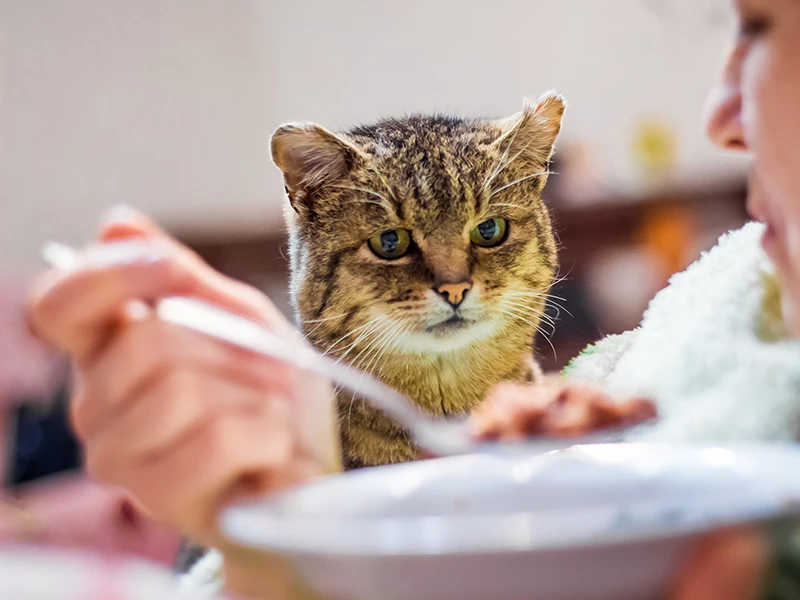 While it may be tempting to feed you kitten the delicious food you are eating. Cats had different nutritional needs and some foods can even be outright dangerous.