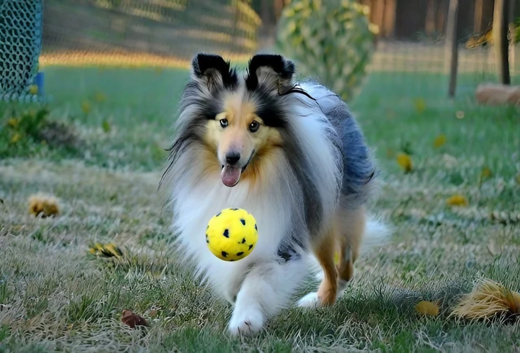 Shetland Sheepdogs are amazing family pets. Learn about the costs of owning one.