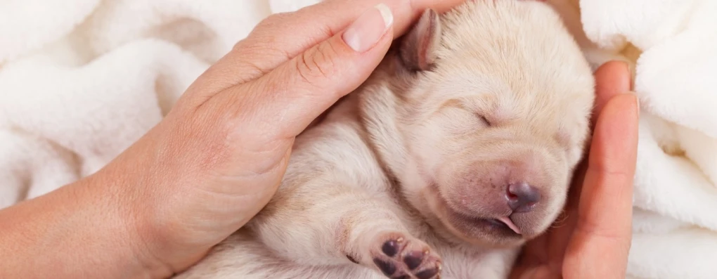 Heartwarming photograph of a responsible breeder interacting with a litter of adorable puppies. Reputable breeder's provide care and dedication to the breeder and raise puppies in a clean and nurturing environment.