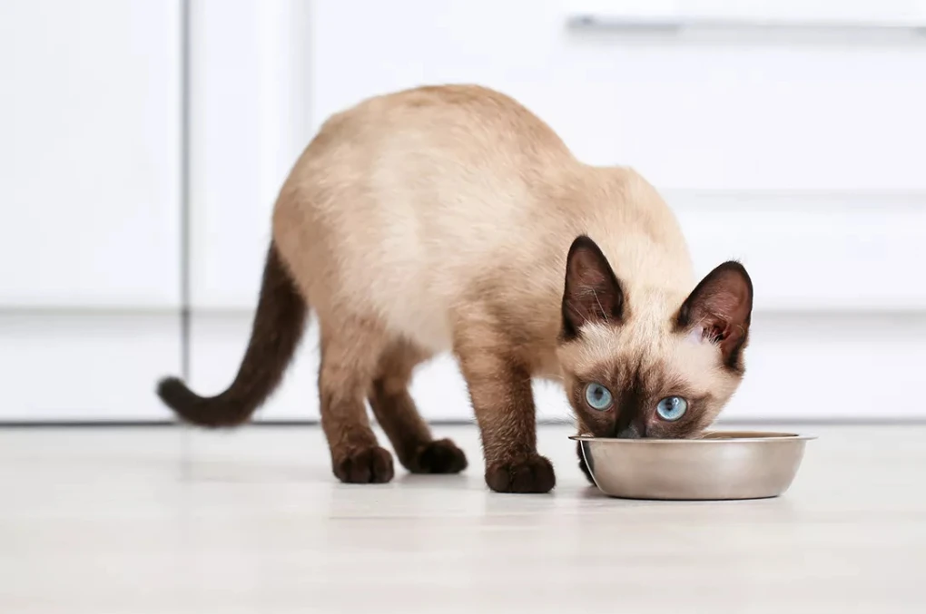 Siamese cats thrive on a high-protein diet rich in animal sources. Be sure to feed your Siamese cat a nutritionally balanced meal.